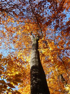 Foto: Buche im Herbst von unten nach oben