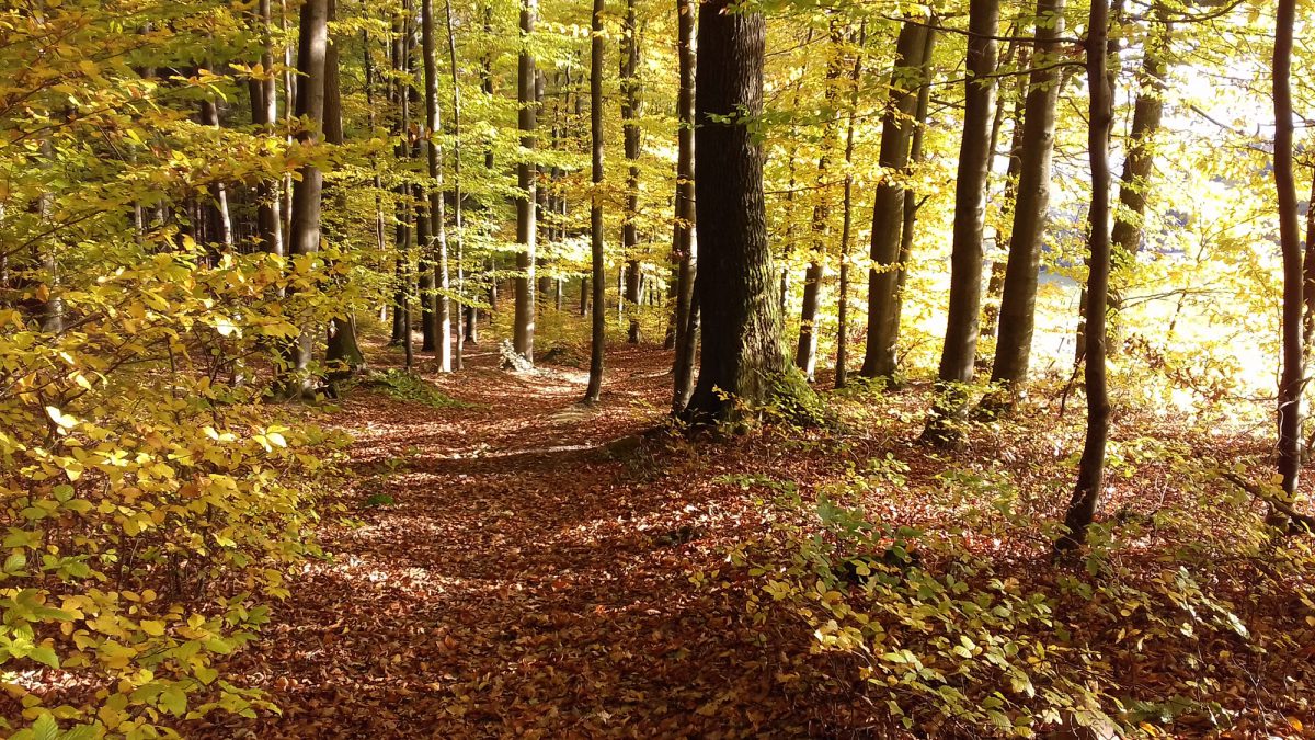 Foto: Herbstwald im Gassbachtal