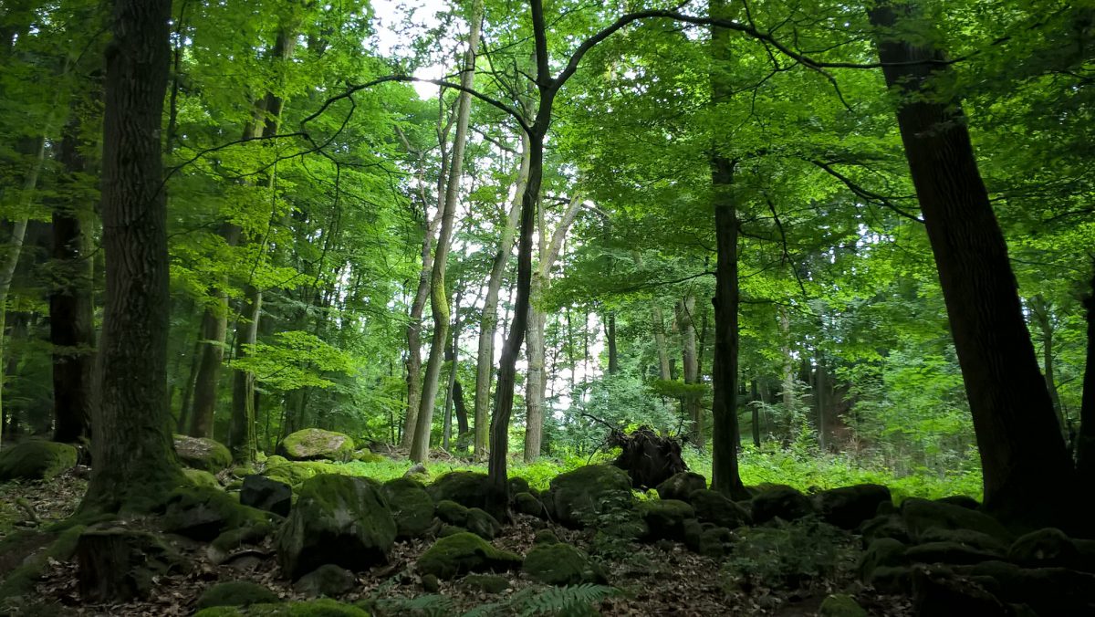 Foto: Mystische Steinsetzungen im Laubwald