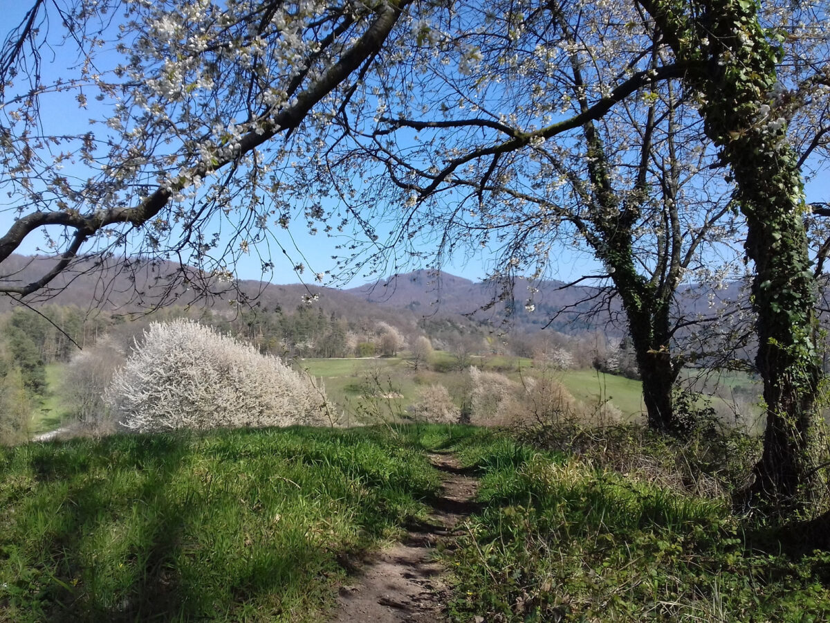 Foto: Bergstraße im Frühling